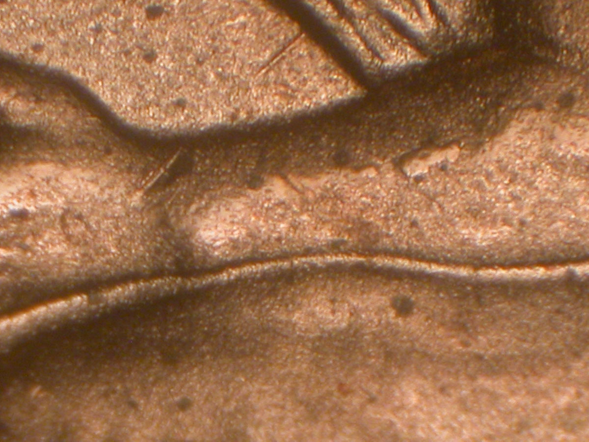 Read more about the article Lincoln Memorial Cent  2009-D    FY DDR-011 / Denver