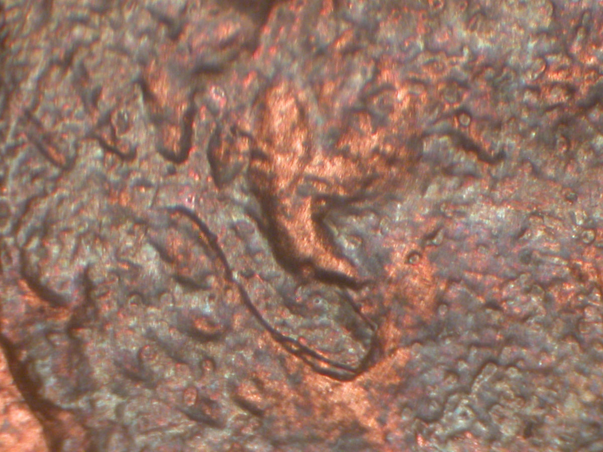 Read more about the article Lincoln Memorial Cent  1984    DDO-008 / Philadelphia