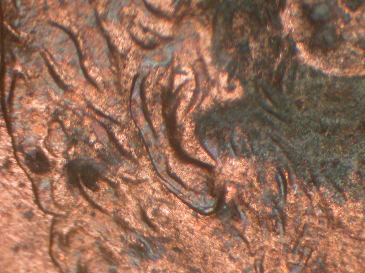 Read more about the article Lincoln Memorial Cent  1995    DDO-003 / Philadelphia