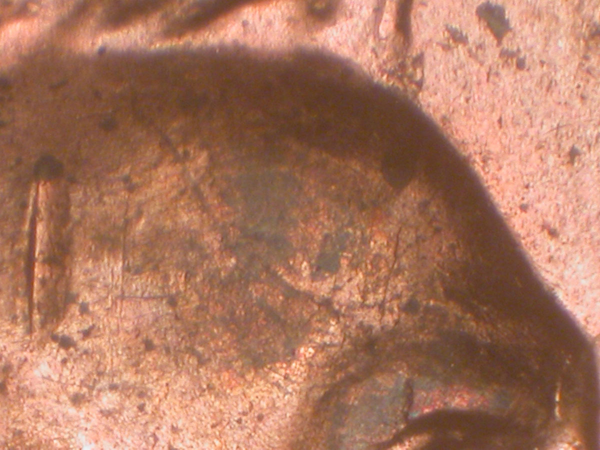 Read more about the article Lincoln Memorial Cent  2006    DDR-036 / Philadelphia