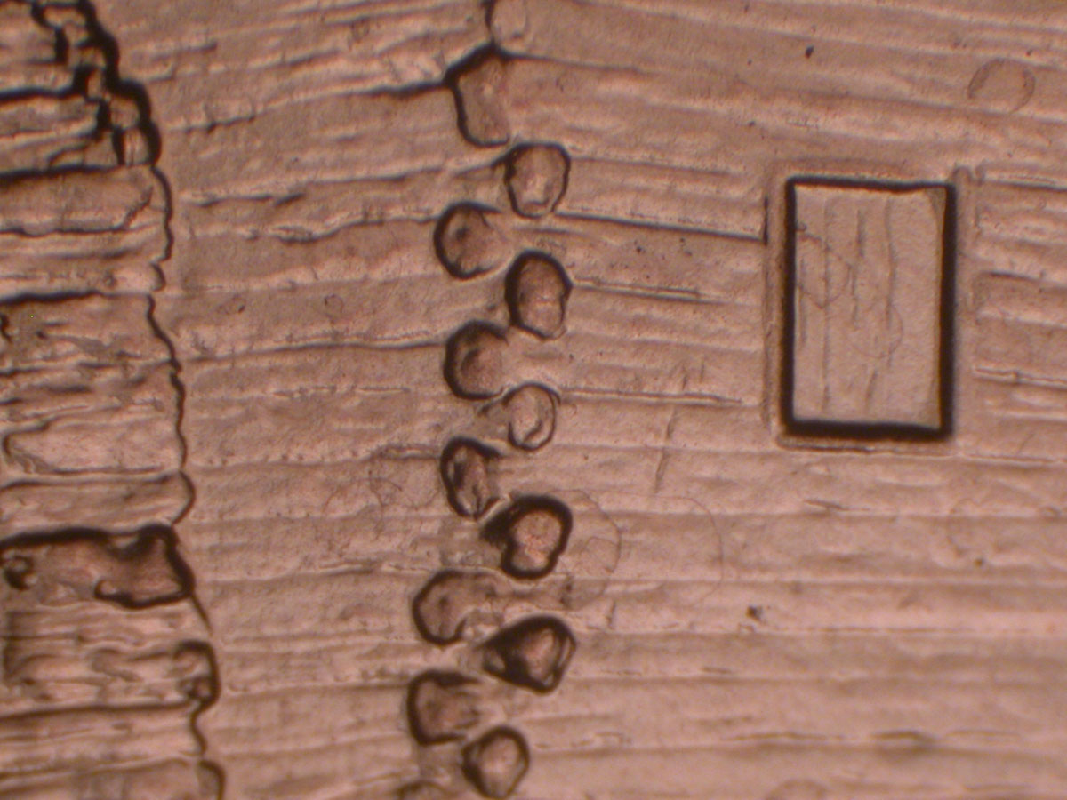 Read more about the article Lincoln Memorial Cent  2009-D    EC DDR-010 / Denver