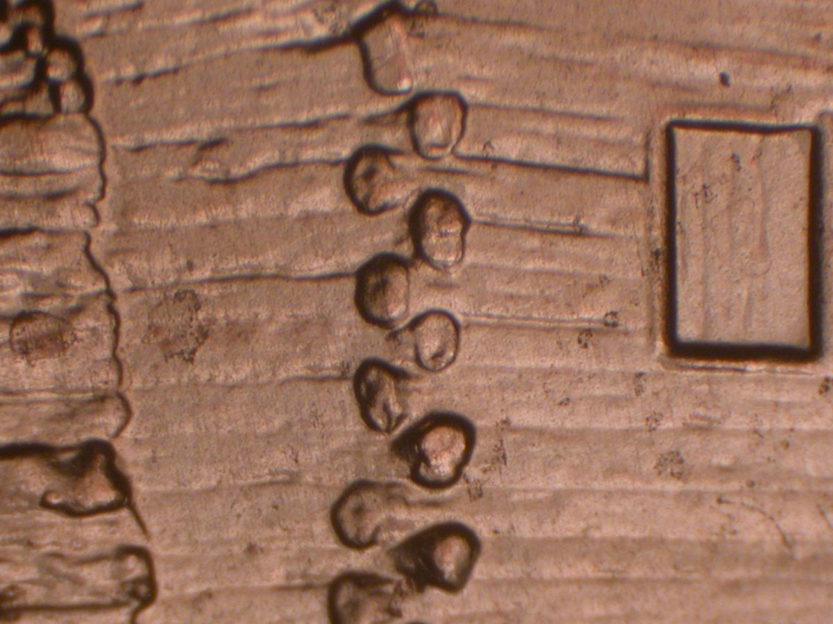 Read more about the article Lincoln Memorial Cent  2009-D    EC DDR-011 / Denver