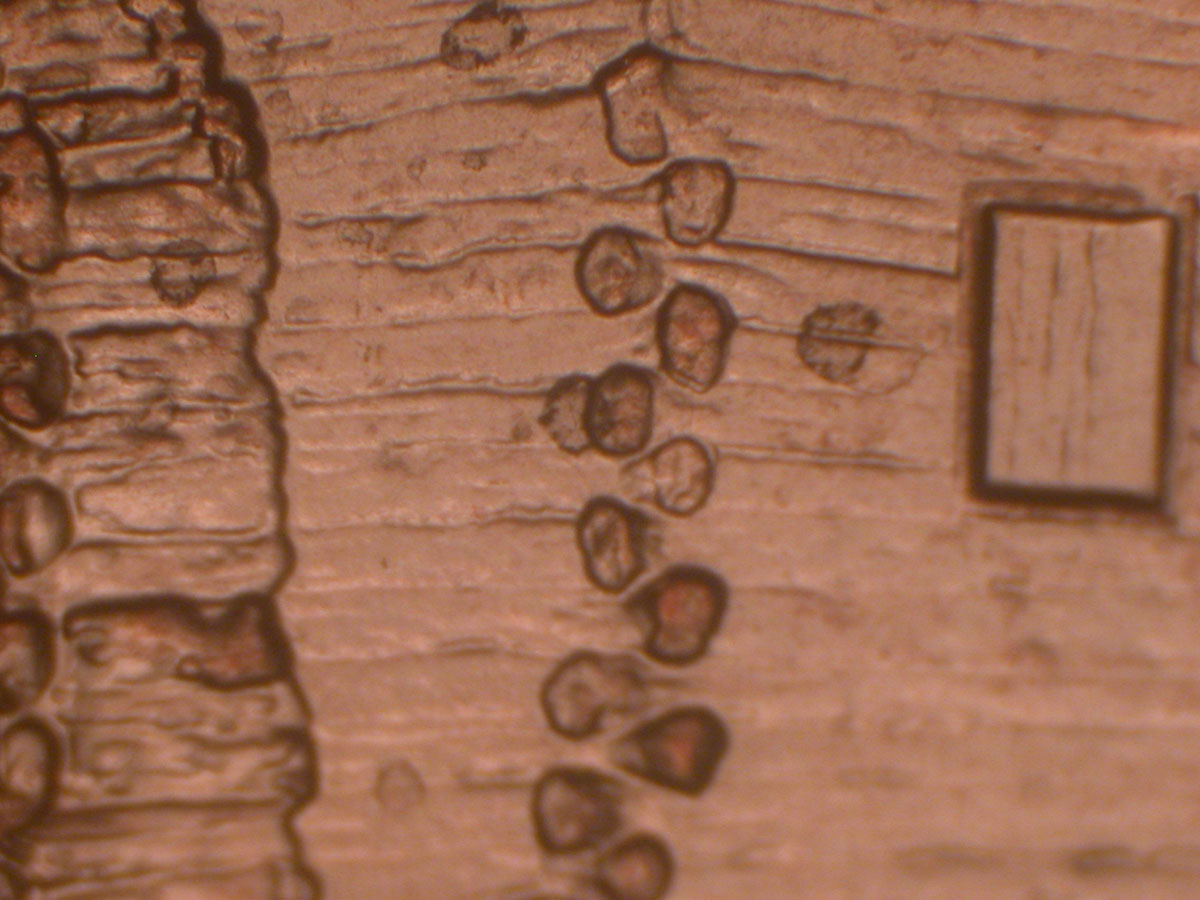 Read more about the article Lincoln Memorial Cent  2009-D    EC DDR-014 / Denver