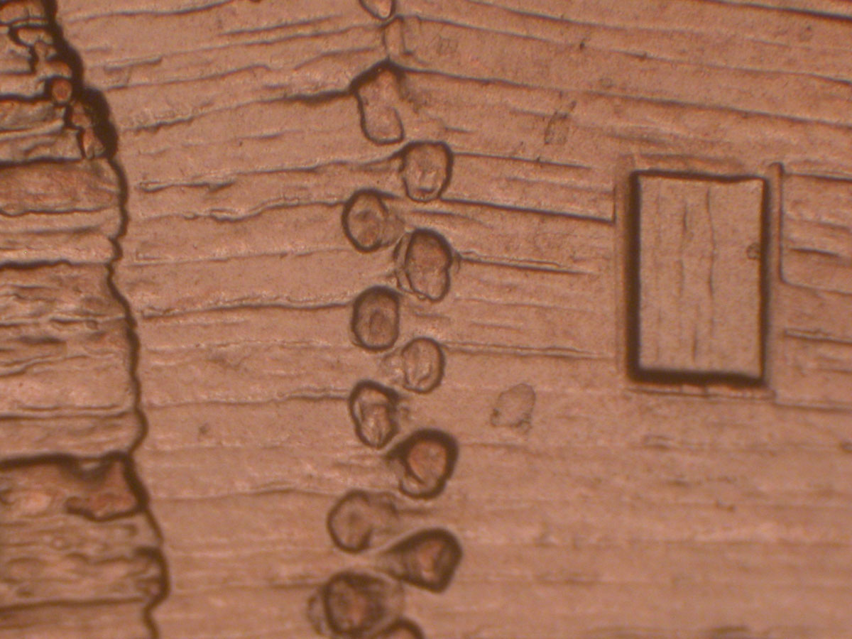 Read more about the article Lincoln Memorial Cent  2009-D    EC DDR-015 / Denver