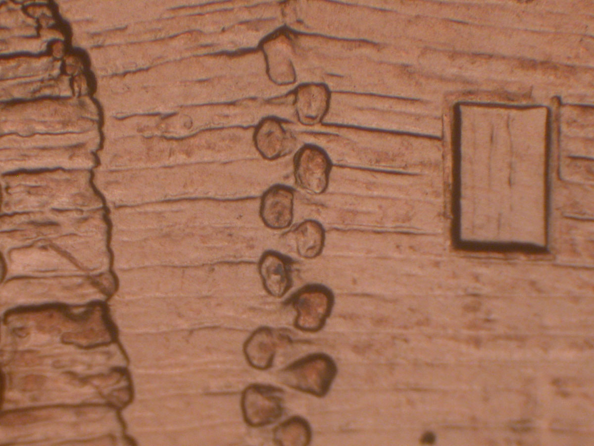 Read more about the article Lincoln Memorial Cent  2009-D    EC DDR-016 / Denver