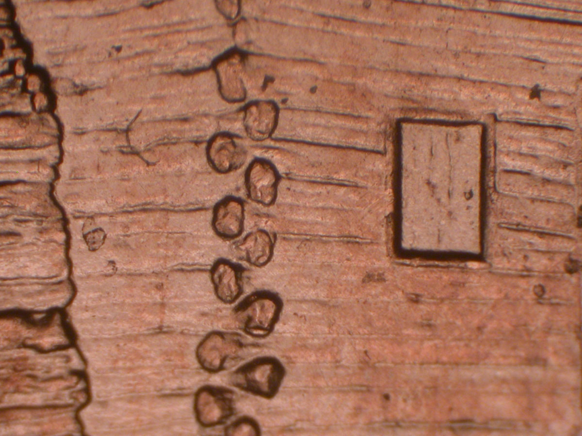 Read more about the article Lincoln Memorial Cent  2009    EC DDR-013 / Philadelphia