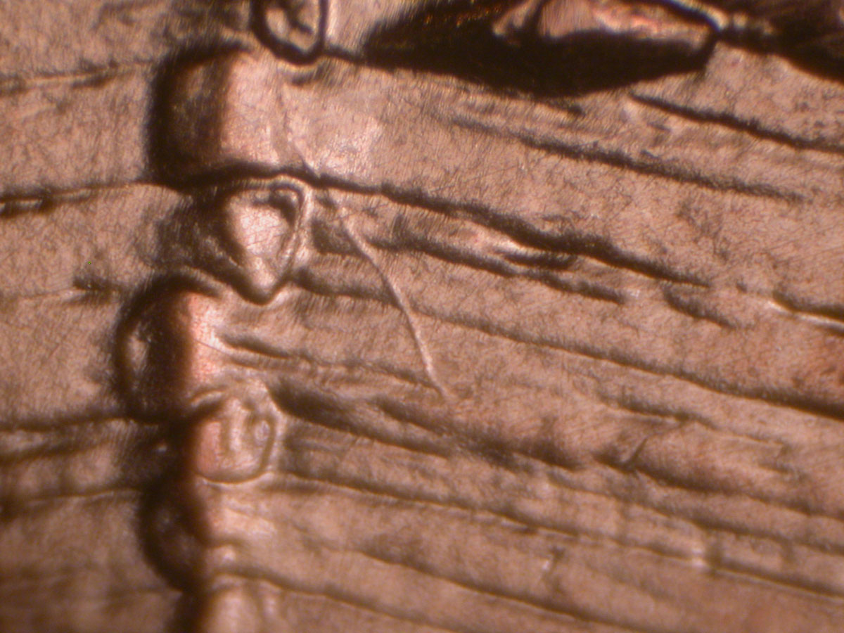 Read more about the article Lincoln Memorial Cent  2009    EC DDR-014 / Philadelphia