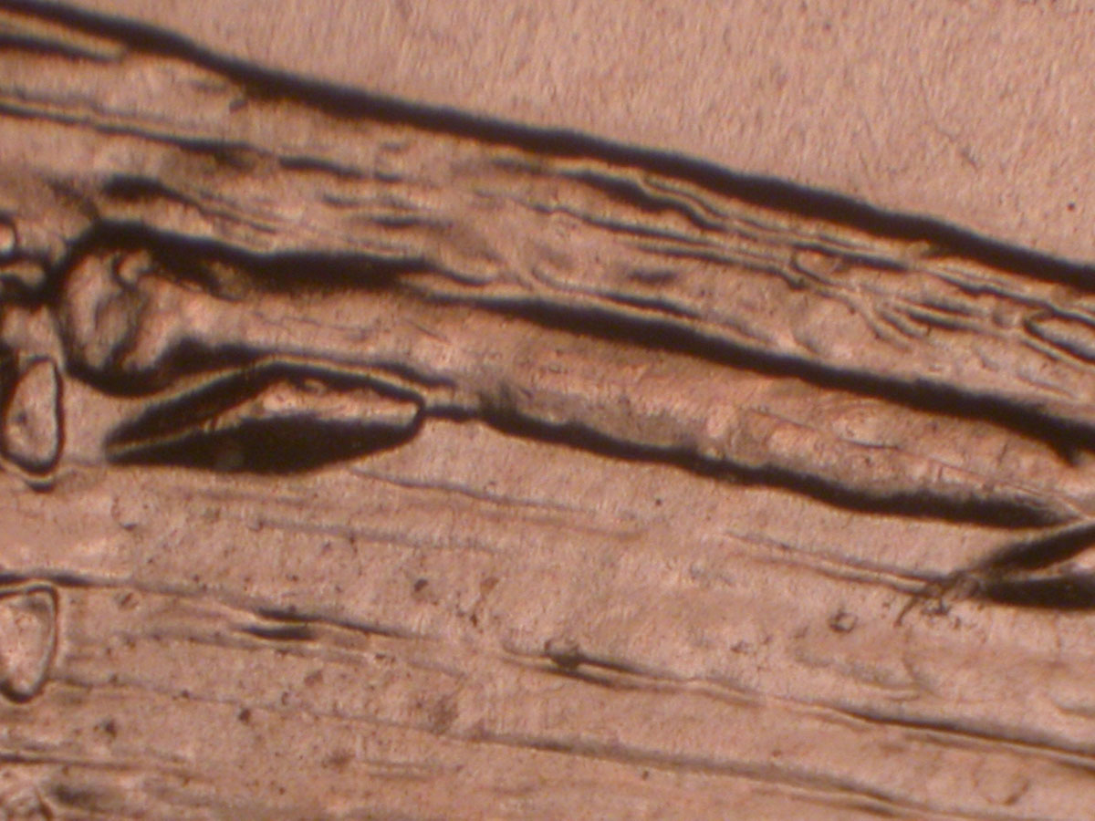 Read more about the article Lincoln Memorial Cent  2009    EC DDR-015 / Philadelphia