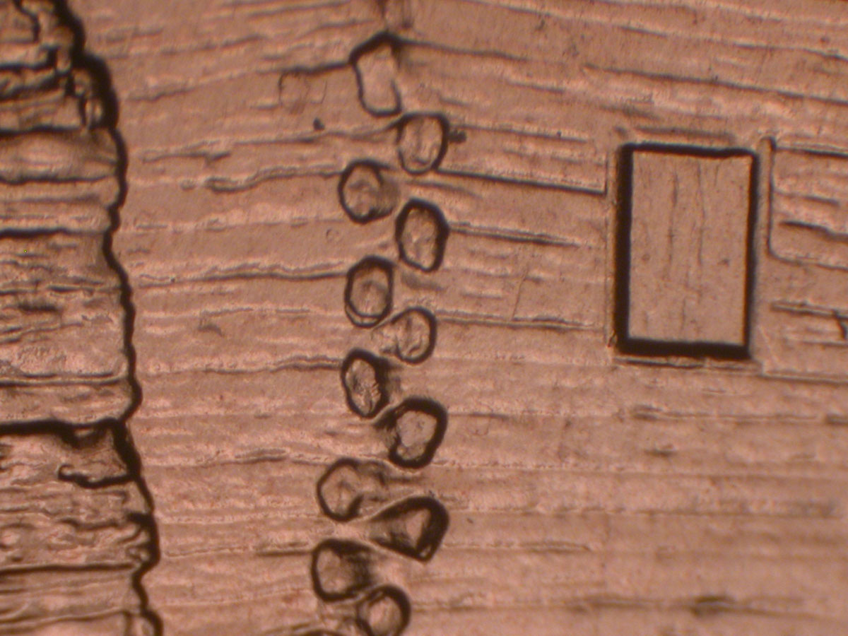 Read more about the article Lincoln Memorial Cent  2009    EC DDR-017 / Philadelphia