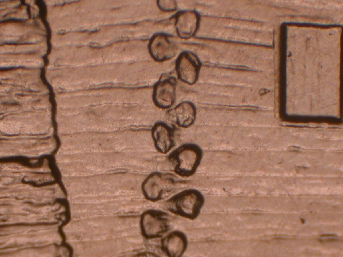 Read more about the article Lincoln Memorial Cent  2009    EC DDR-018 / Philadelphia