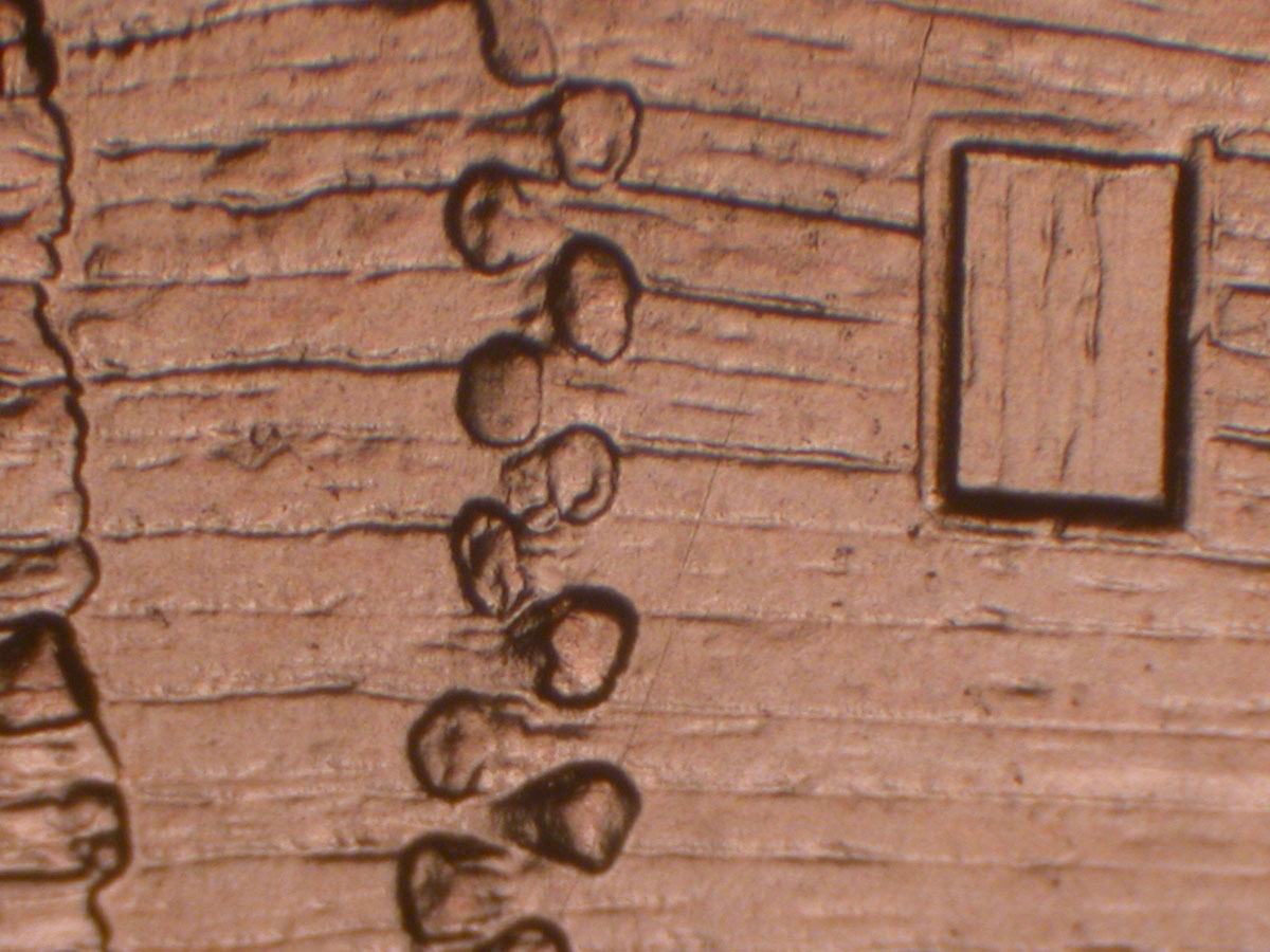 Read more about the article Lincoln Memorial Cent  2009    EC DDR-025 / Philadelphia