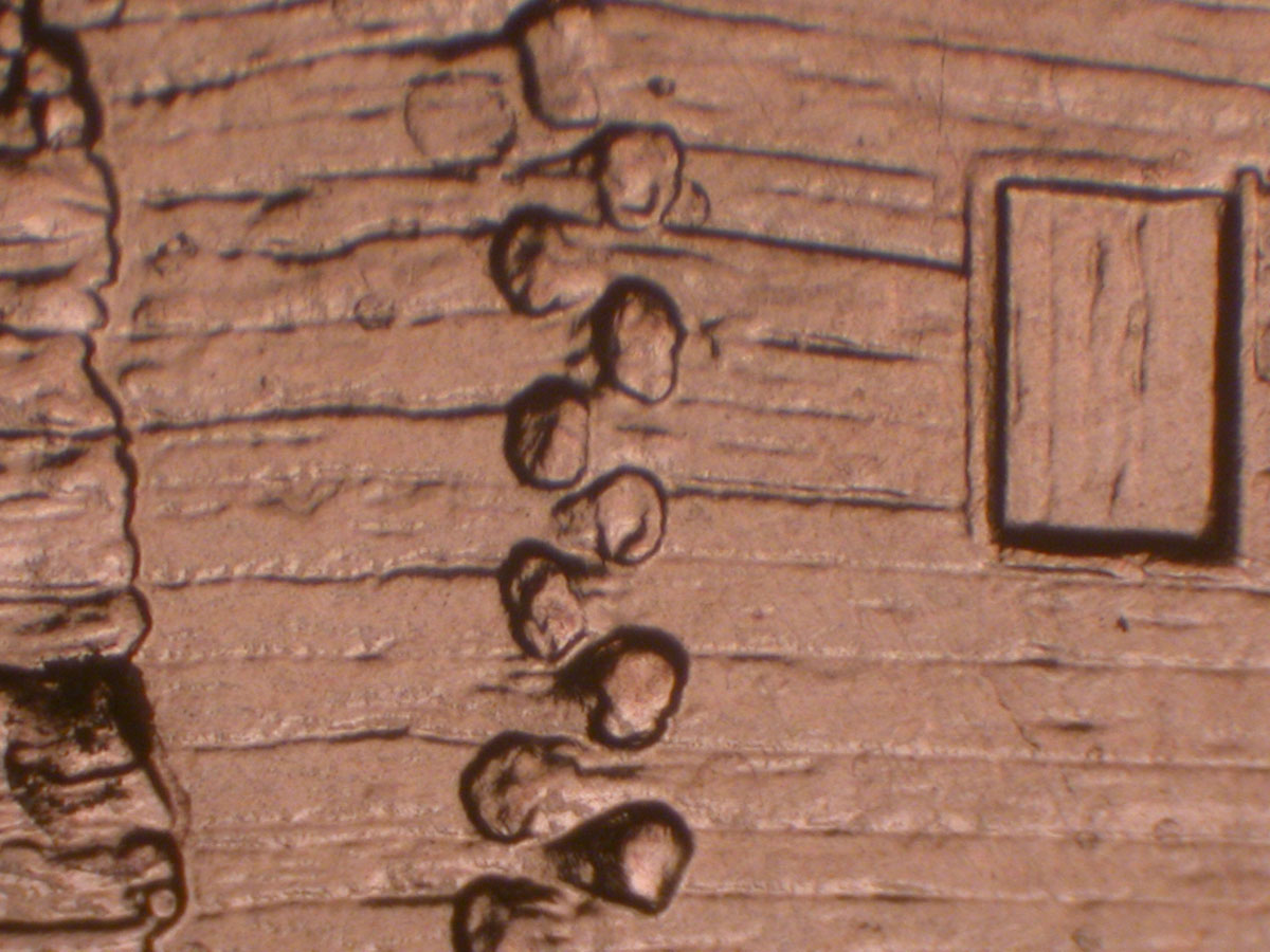 Read more about the article Lincoln Memorial Cent  2009    EC DDR-035 / Philadelphia