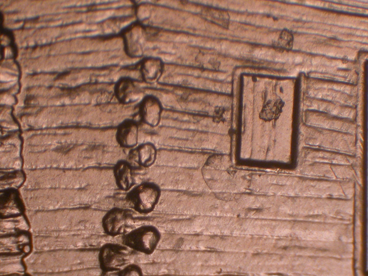 Read more about the article Lincoln Memorial Cent  2009    EC DDR-036 / Philadelphia