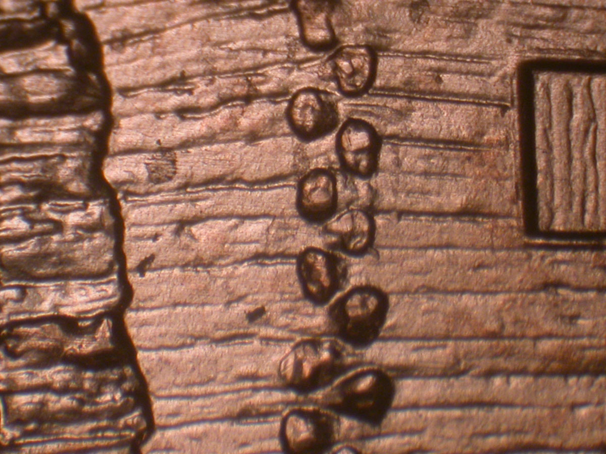 Read more about the article Lincoln Memorial Cent  2009    EC DDR-037 / Philadelphia