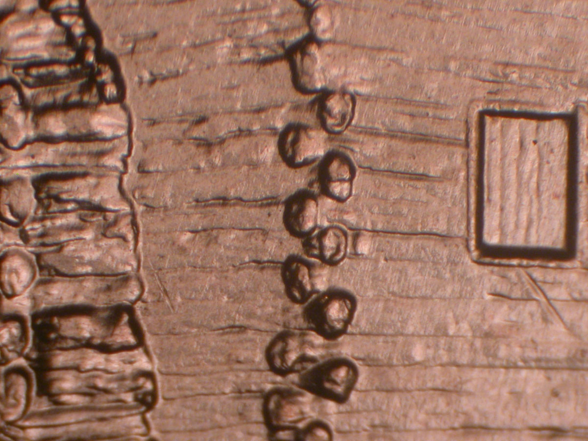 Read more about the article Lincoln Memorial Cent  2009    EC DDR-041 / Philadelphia