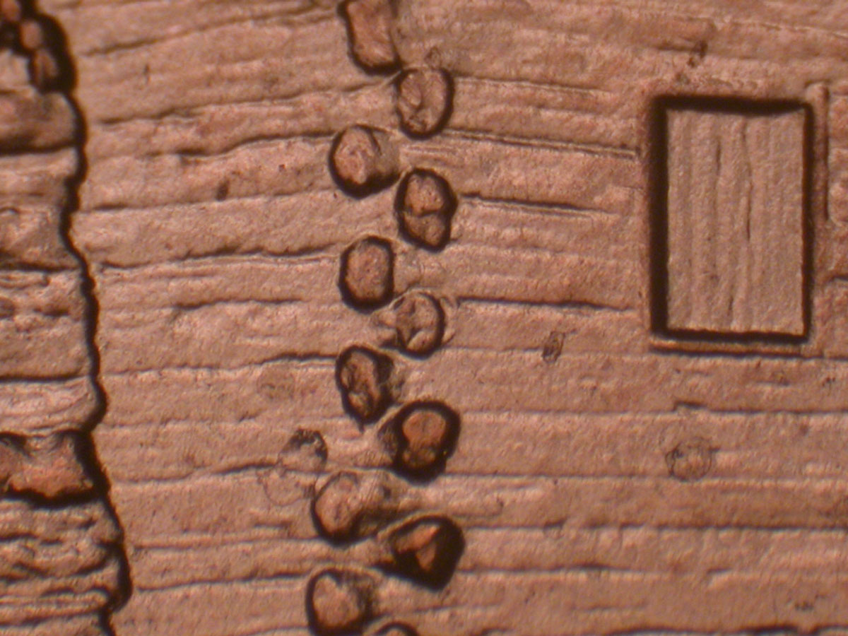 Read more about the article Lincoln Memorial Cent  2009    EC DDR-042 / Philadelphia