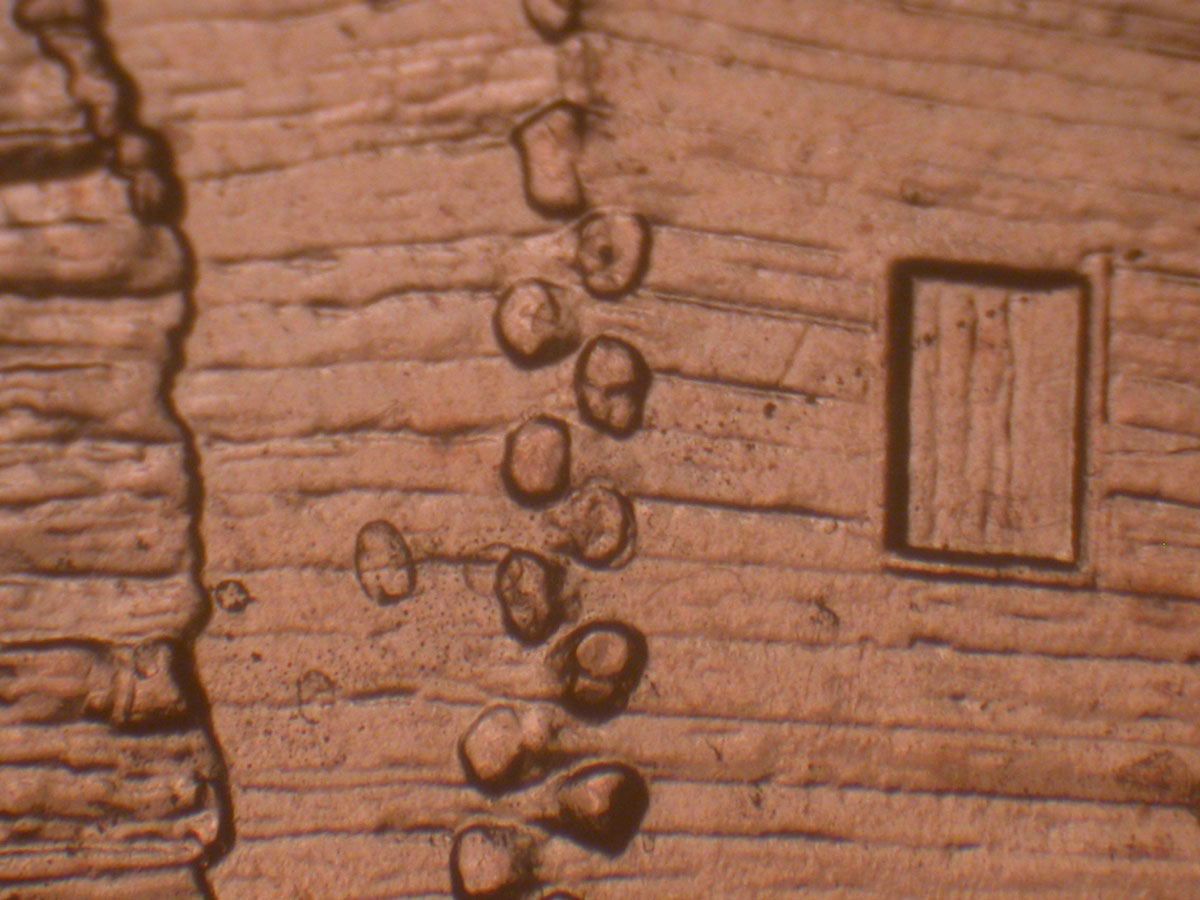 Read more about the article Lincoln Memorial Cent  2009    EC DDR-060 / Philadelphia