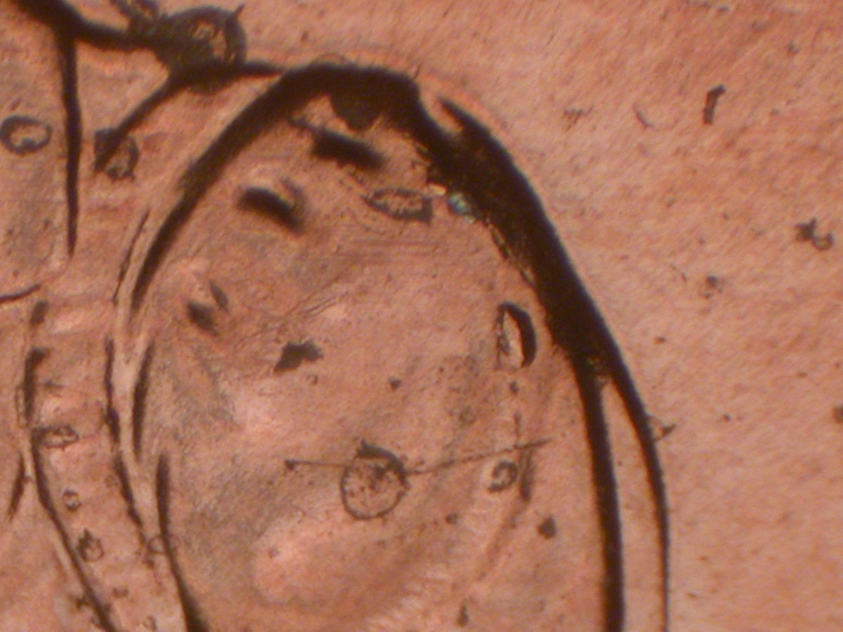 Read more about the article Lincoln Memorial Cent  2009    FY DDR-059 / Philadelphia