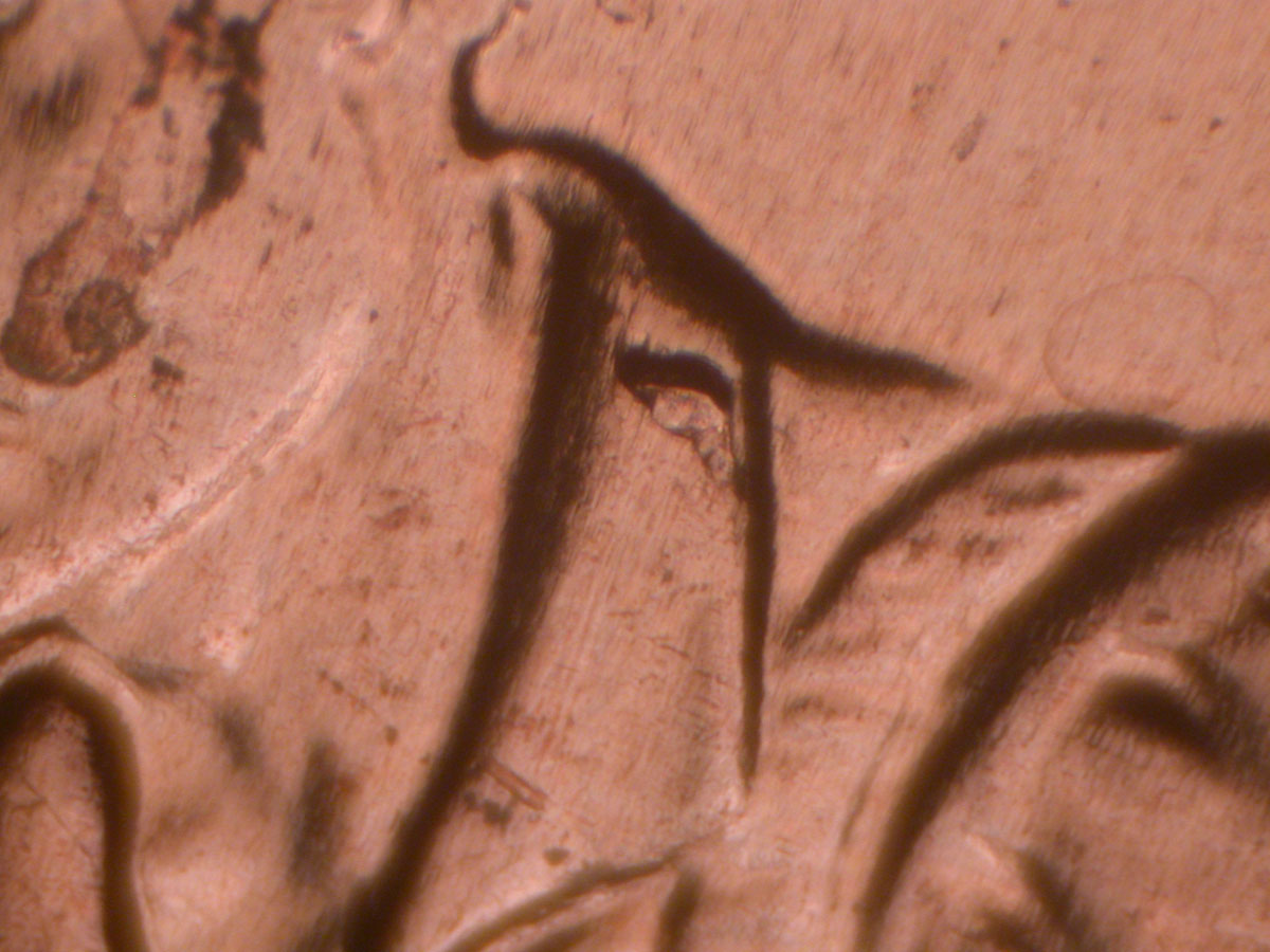 Read more about the article Lincoln Memorial Cent  2009    FY DDR-073 / Philadelphia