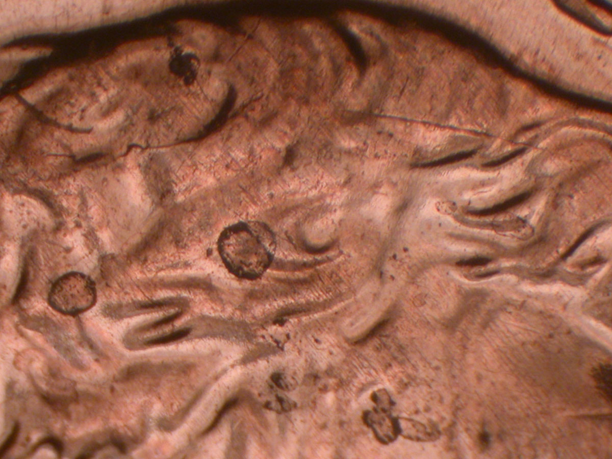 Read more about the article Lincoln Memorial Cent  2009    PL DDR-007 / Philadelphia