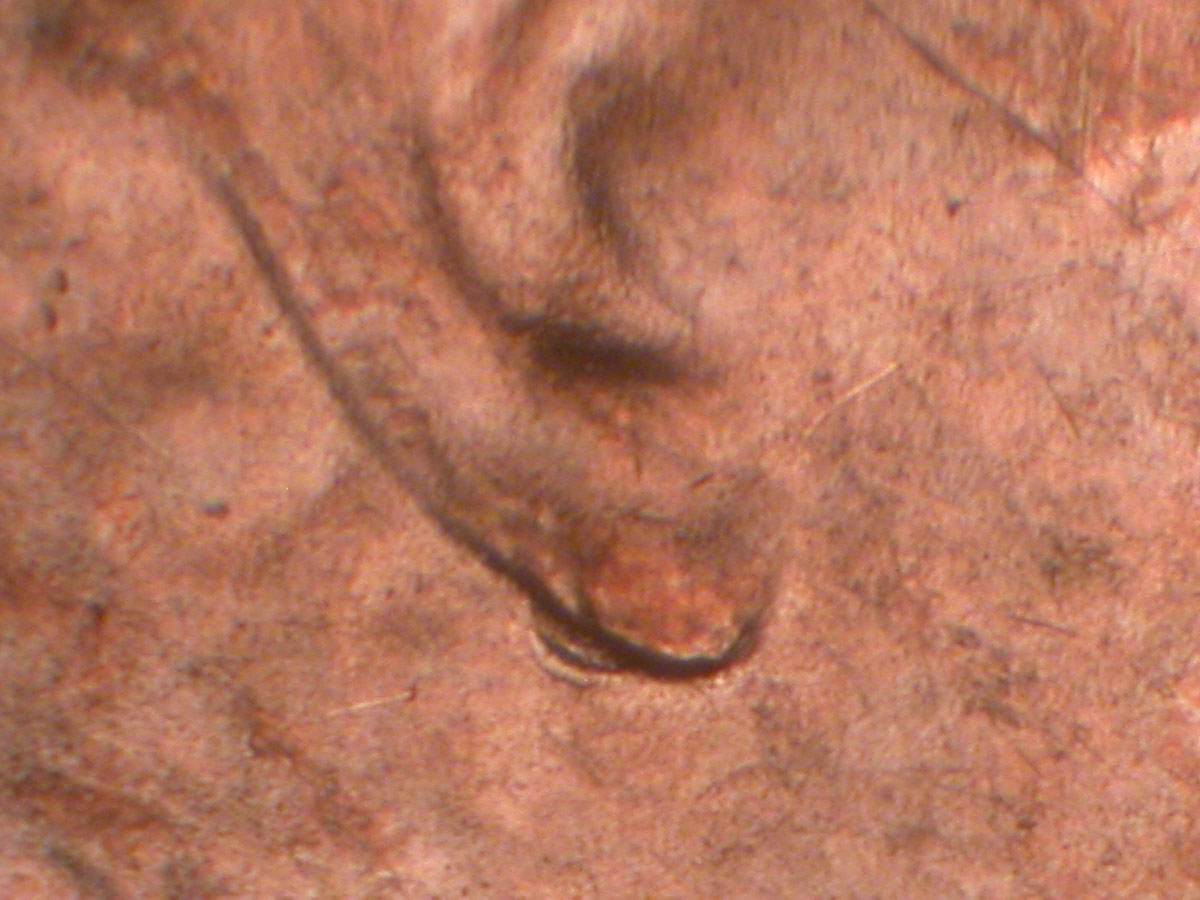 Read more about the article Lincoln Memorial Cent  2019-D    DDO-001 / Denver